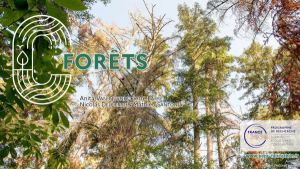 Visuel slides écosyt Forêt