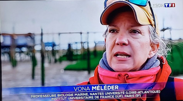 Vona Meleder.png Vona Meleder.png