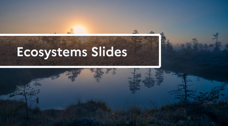 Slides &eacute;cosyst ENG